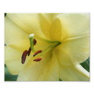 Foto Macroliana Pétalos de lirio amarillo 10x8 Impresió