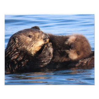 Foto Madre de nutria marina y cachorro adorable