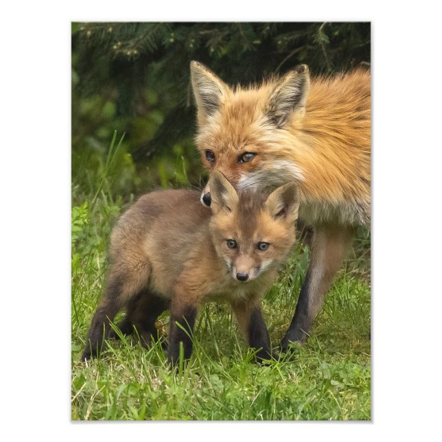 Foto Madre y joven de la Red Fox (Frente)