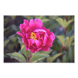 Foto Magenta Peony