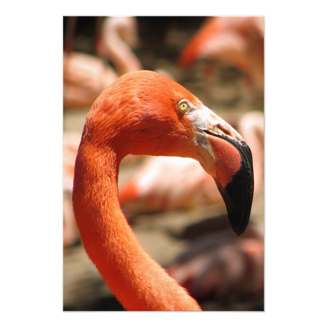 Foto ¡Magnífica Impresión/Poster Flamingo! (Frente)