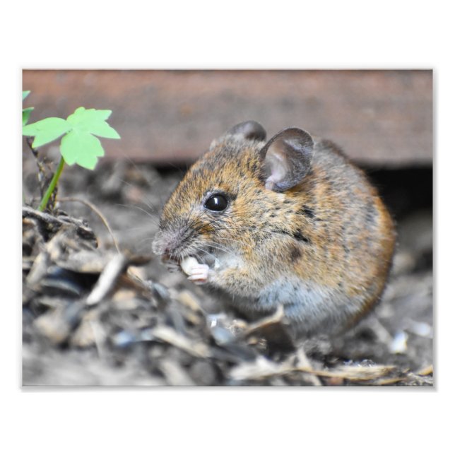 Foto Magnífico Ratoncito (Frente)