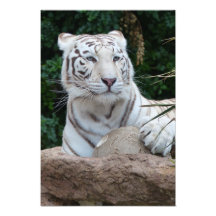 Magnífico tigre de bengala blanca