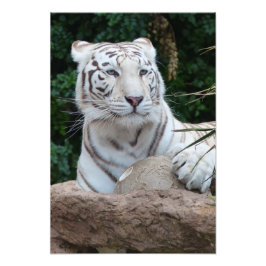 Foto Magnífico tigre de bengala blanca