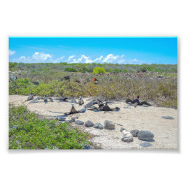 Foto Magníficos Frigatebirds Secando Sus Alas