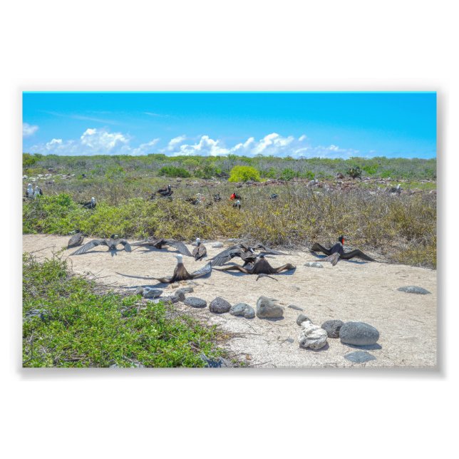 Foto Magníficos Frigatebirds Secando Sus Alas (Frente)