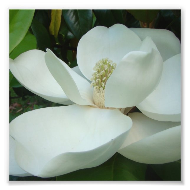 Foto magnolia blanca floración pétalos grandes (Frente)