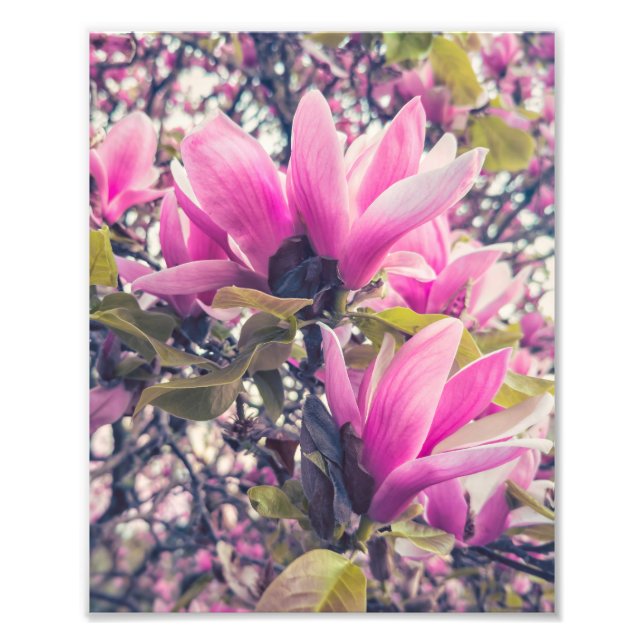 Foto Magnolia Blossoms (Frente)