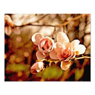 Foto Magnolia en rosa
