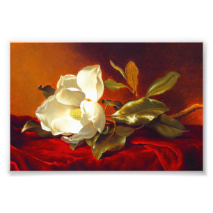 Foto Magnolia en Terciopelo Rojo Martin Johnson Heade