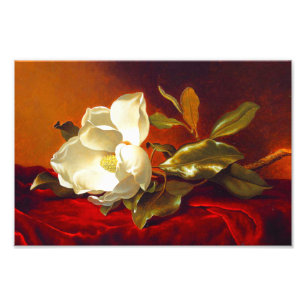 Foto Magnolia en Terciopelo Rojo Martin Johnson Heade