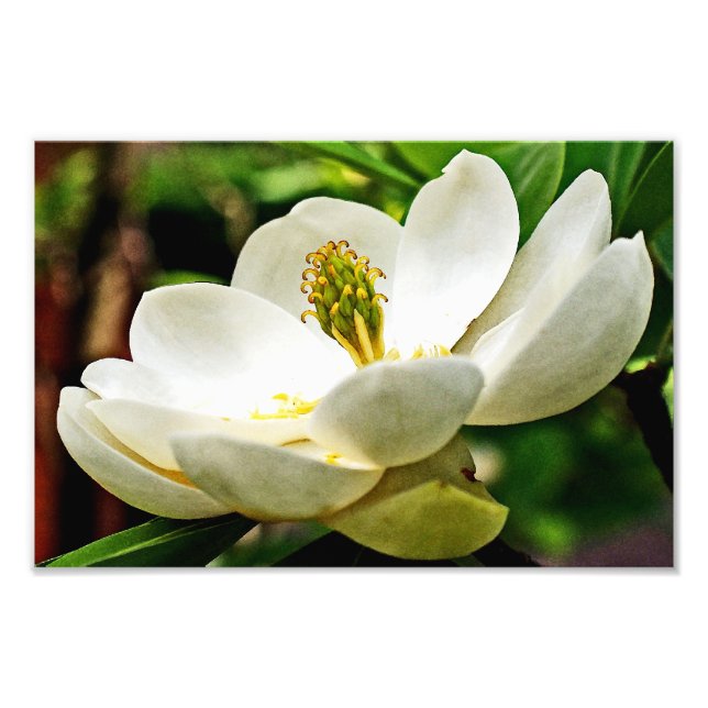 Foto Magnolia Flower Close (Frente)