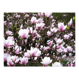Foto Magnolia Garden