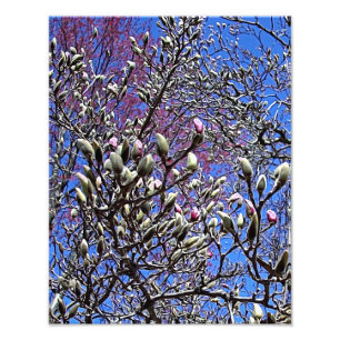 Foto Magnolia, masa de fiebres