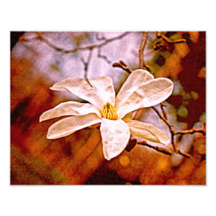 Foto Magnolia Mood
