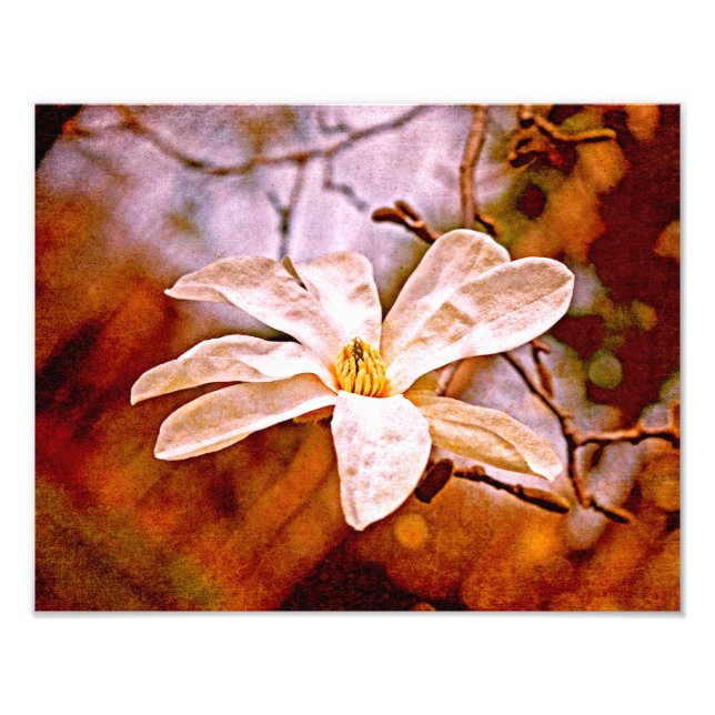 Foto Magnolia Mood (Frente)