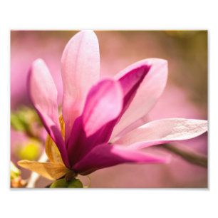 Foto Magnolia rosa