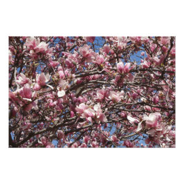 Foto Magnolia rosa 36"x24"