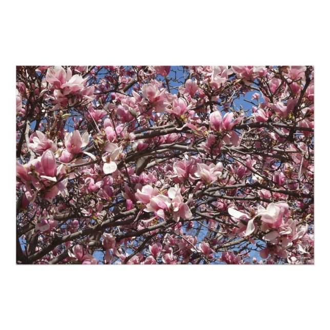 Foto Magnolia rosa 36"x24" (Frente)