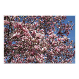 Foto Magnolia rosa 36"x24"