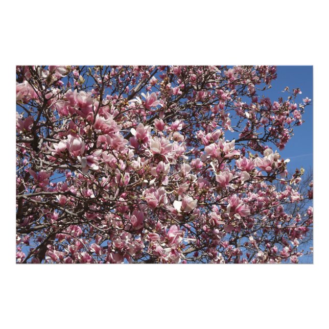 Foto Magnolia rosa 36"x24" (Frente)