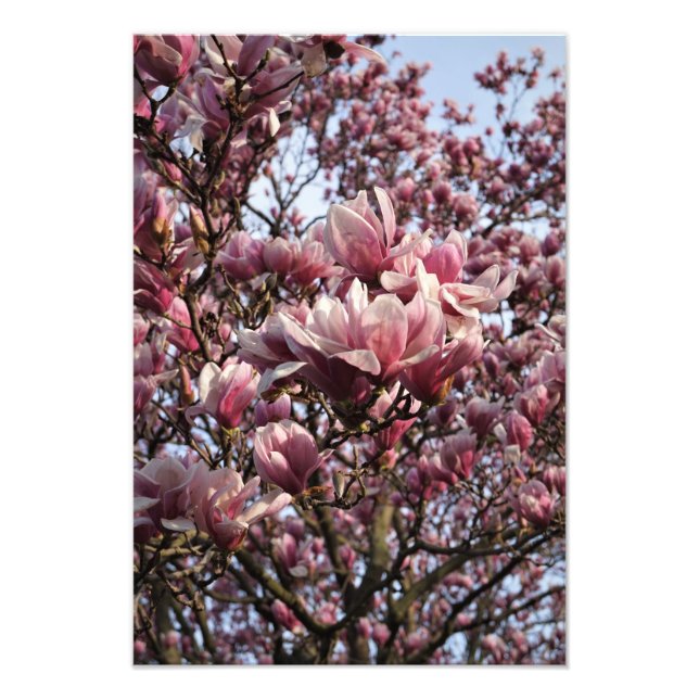 Foto Magnolia rosa de 13 "x19" (Frente)