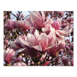 Foto Magnolia rosa de 14" x 11"