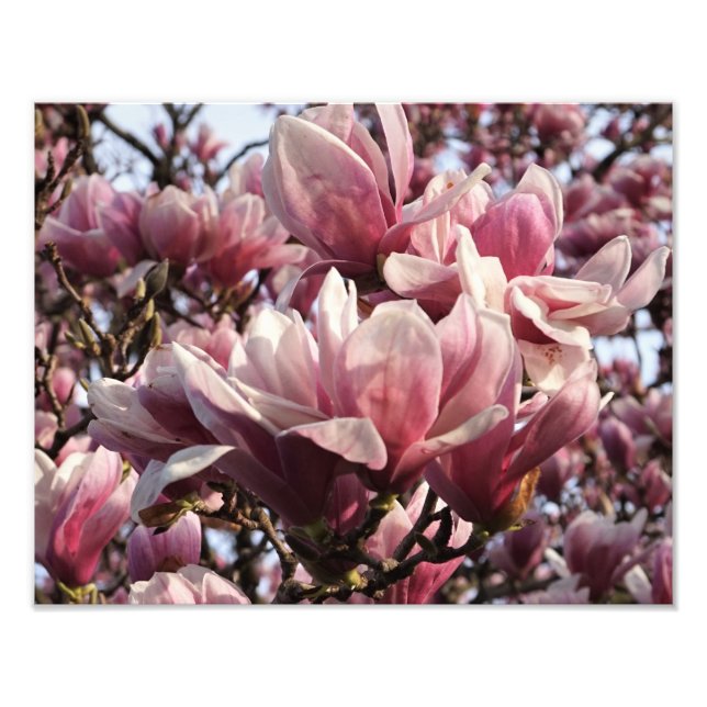 Foto Magnolia rosa de 14" x 11" (Frente)