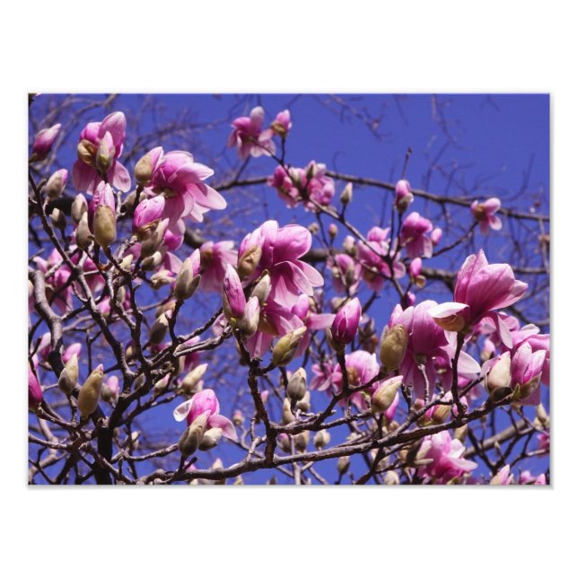 Foto Magnolia rosa de 16" x 12" (Frente)