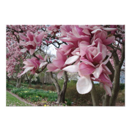 Foto Magnolia rosa de 19" x 13"