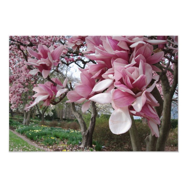 Foto Magnolia rosa de 19" x 13" (Frente)