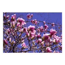 Foto Magnolia rosa de 19" x 13"