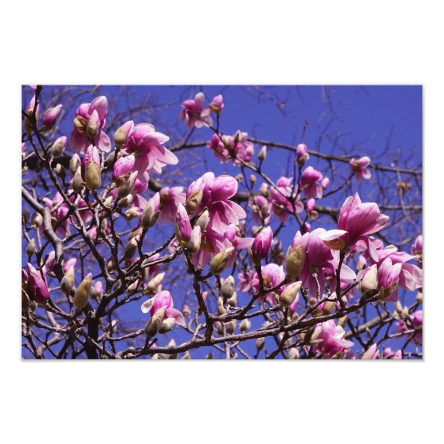 Foto Magnolia rosa de 19" x 13" (Frente)