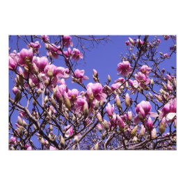 Foto Magnolia rosa de 19" x 13"