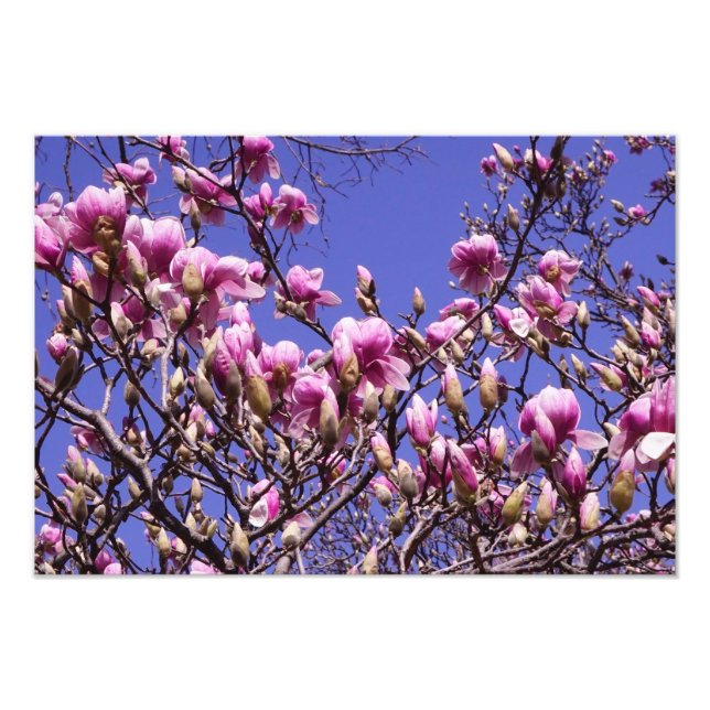 Foto Magnolia rosa de 19" x 13" (Frente)