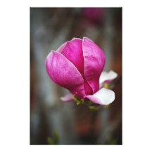 Magnolia Rosa en Floración Completa