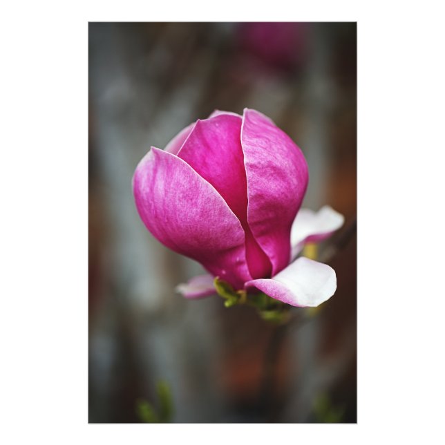Foto Magnolia Rosa en Floración Completa (Frente)