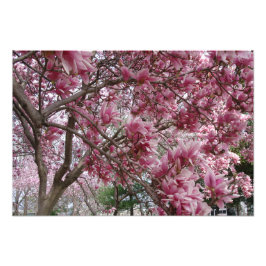 Foto Magnolia rosa grande de 19" x 13"