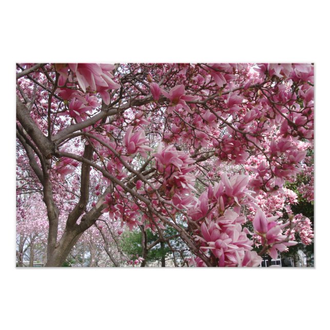 Foto Magnolia rosa grande de 19" x 13" (Frente)