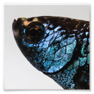 Foto Mahachai Betta Fish