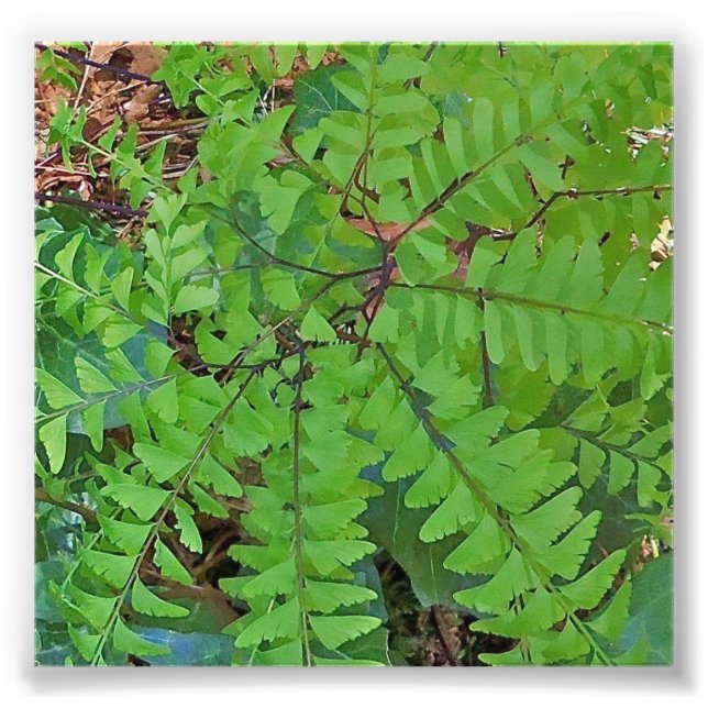 Foto Maidenhair Fern (Frente)