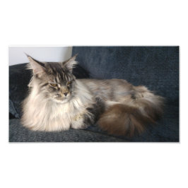 Foto Maine Coon Cat