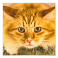 MAINE COON CAT STARE DOBLADO