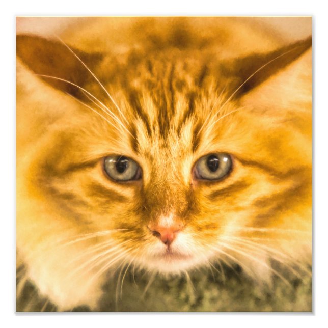 FOTO MAINE COON CAT STARE DOBLADO (Frente)