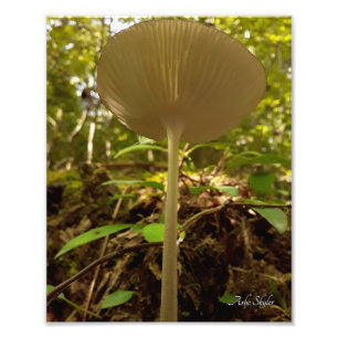 Foto Majestad de Cream