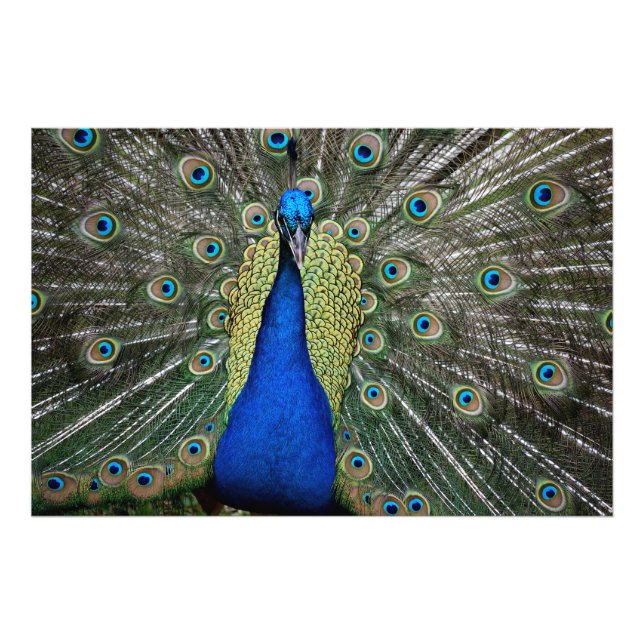 Foto Majestic Peacock (Frente)