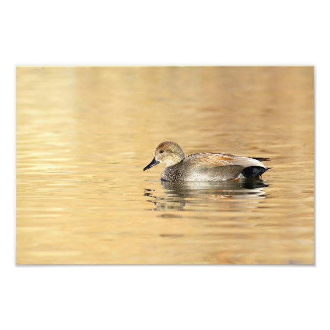 Foto Malé Gadwall (Frente)