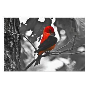 Foto Male Scarlet Tanager