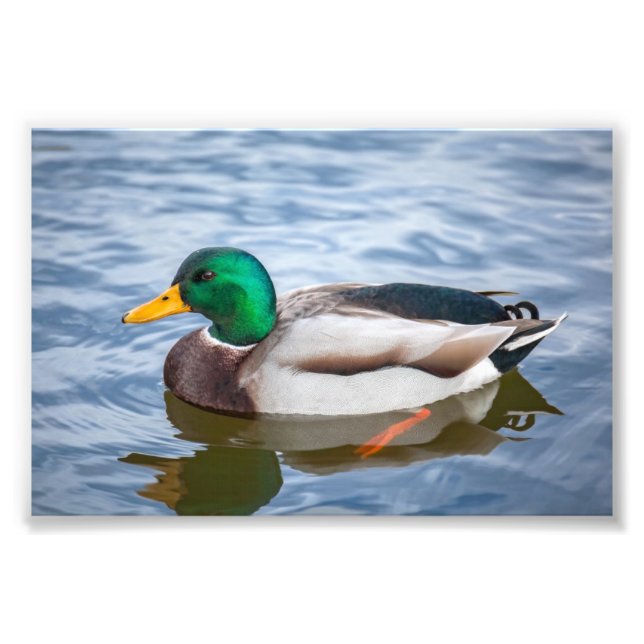 Foto Mallard Duck (Frente)