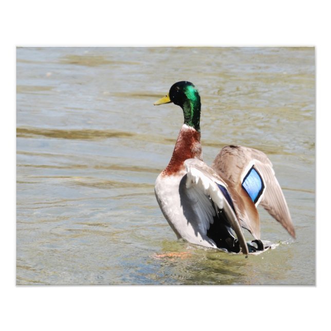 Foto Mallard Duck Diamond (Frente)